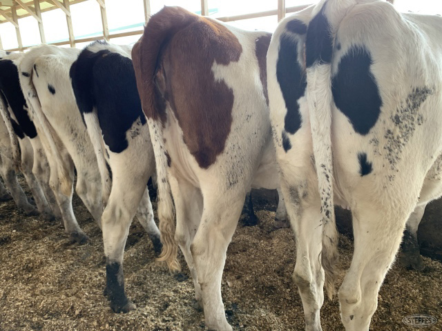 (10 Head) Holstein bred springer heifers